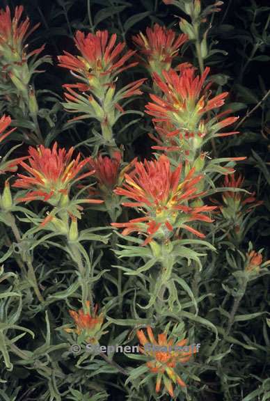 castilleja applegatei ssp pallida 2 graphic